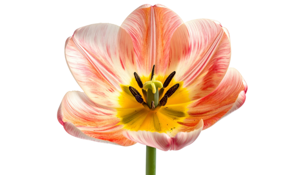 Close-up of a vibrant tulip blossom revealing intricate petals, stamen, and a vivid yellow center
