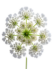 Overhead view showcasing a delicate, white, clustered flower head against a black backdrop