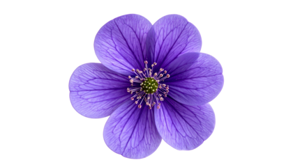 Overhead shot of a delicate, six-petal purple flower, isolated on a black background