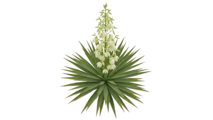 Majestic Yucca in Full Bloom: A Stunning Botanical Specimen Revealing Nature's Intricate Beauty and Serene Elegance Displayed on White Backdrop