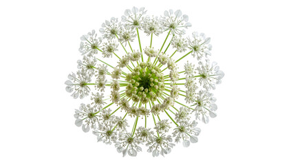 Overhead shot of a delicate white flower with a vibrant green center, isolated on black