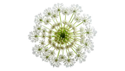 Overhead shot of a delicate white flower with a vibrant green center, isolated on black