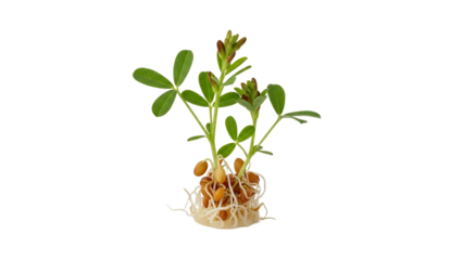 Germinating legumes showcase nature's intricate cycle of rebirth and sustained growth with potential for agricultural and botanical study for