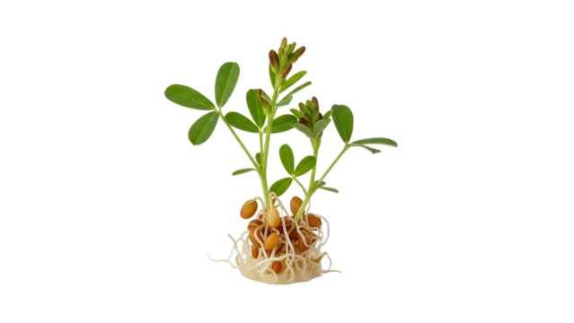 Germinating legumes showcase nature's intricate cycle of rebirth and sustained growth with potential for agricultural and botanical study for