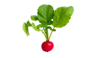 Vivid isolated radish root vegetable, showcasing its leaves and vibrant red sphere