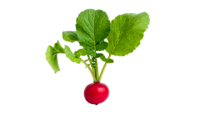 Vivid isolated radish root vegetable, showcasing its leaves and vibrant red sphere