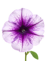 Close-up of a vibrant petunia flower with purple veins on white petals, black background (1)