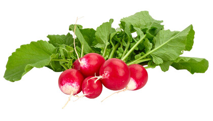 Bunch of vibrant red radishes, with leafy green tops, against a stark black background