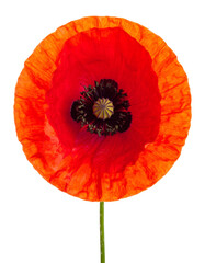 Vivid, single poppy blossom, centered, with vibrant red petals and black core against dark backdrop
