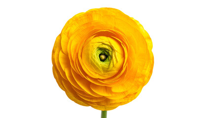 Close-up of a vibrant yellow flower with layered petals, isolated on a black background