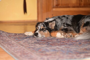 Bunter H&uuml;tehund liegt m&uuml;de auf Teppich in einer Wohnung