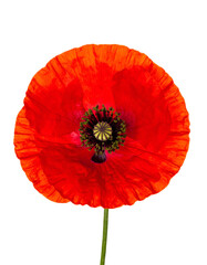Vivid red flower with delicate petals and dark green center against a black backdrop