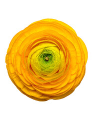 Overhead vibrant close-up of a blooming, layered flower with yellow petals against black
