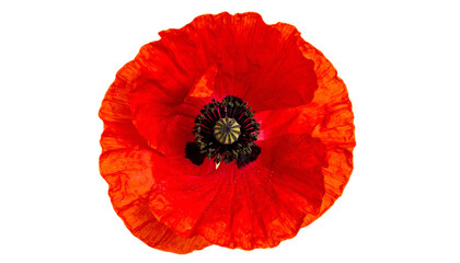 Overhead shot of a vibrant, isolated red flower, showcasing intricate details