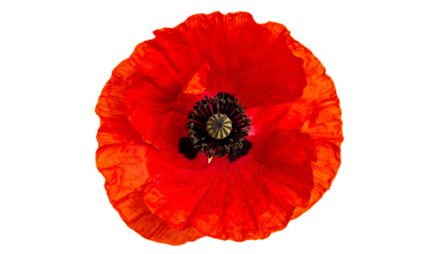 Overhead shot of a vibrant, isolated red flower, showcasing intricate details