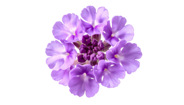 Overhead view of a circular arrangement of a purple flower with delicate petals on black background
