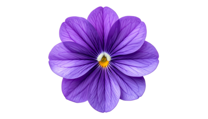 A vibrant, close-up photograph showcasing a delicate purple pansy against a dark backdrop