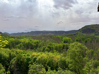 Obraz premium the bright green of the mountain forest contrasting with the gray sky