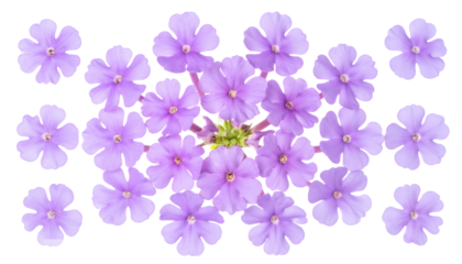 Arrangement of soft purple flowers, petals radiating around a central core, on black ground