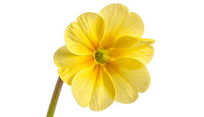 Close-up of a vibrant yellow flower with textured petals, isolated against a black background