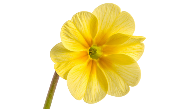 Close-up of a vibrant yellow flower with textured petals, isolated against a black background