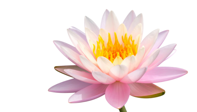 Close-up of a delicate pink and white aquatic flower, vibrant yellow center, isolated