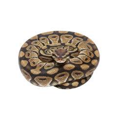 Fototapeta premium Detailed close-up of a coiled ball python snake with striking patterns on a black background
