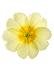 Close-up of a single, vibrant primrose blossom isolated against a stark black background