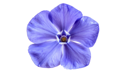 Close-up of a solitary, five-petaled, light purple flower against a stark black backdrop