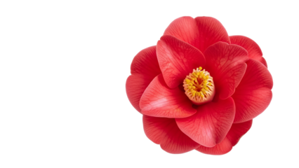 Vivid camellia japonica bloom exhibiting striking red petals and golden yellow center on minimalist white backdrop