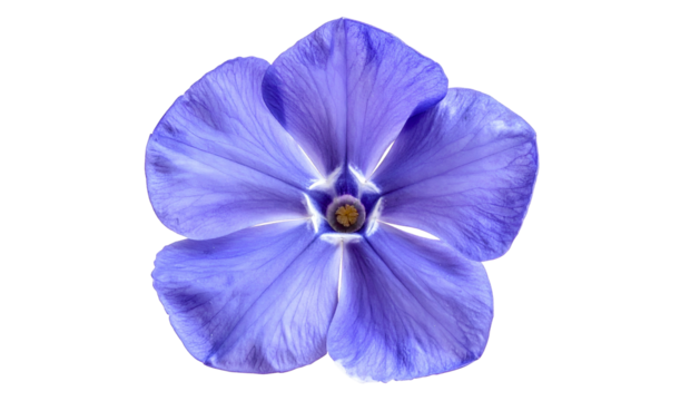 Close-up of a solitary, five-petaled, light purple flower against a stark black backdrop