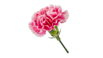 Elegant pink carnation blossom showing delicate petals and intricate texture against a pristine white backdrop showcasing its vibrant color