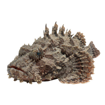 Detailed macro shot of a camouflage stonefish with spiky texture against black background