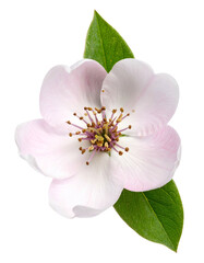 Delicate pastel flower with green leaves on a stark black background, showcasing intricate details