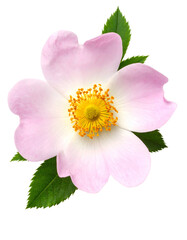 A delicate pink flower with yellow center and green leaves, isolated on black