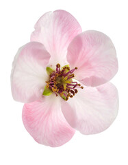 Overhead studio shot of a delicate, light pink blossom, isolated on a black backdrop