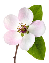 Close-up of a delicate pink and white blossom with green leaves against a black background