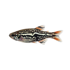 Obraz premium Detailed Studio Portrait of a Freshwater Aquarium Fish with Striking Black and White Markings