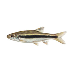 Detailed Studio Portrait of a Small Freshwater Fish with a Distinctive Dark Lateral Stripe