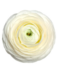 Close-up of a perfectly formed, white flower with layers of delicate petals and a yellow center