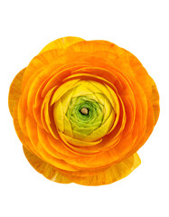 Close-up of a vibrant orange and yellow layered bloom with a green central bud against a black backdrop