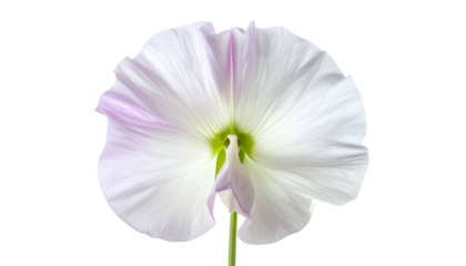 Close-up of a delicate white flower with purple veins, centered on a stark black backdrop