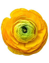 Close-up of a vibrant yellow and green flower with layered petals against a black backdrop