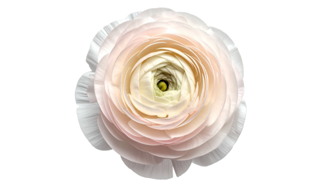 Overhead shot of a delicate, layered flower with white, pale pink, and light green hues