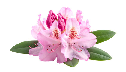 Close-up of delicate pink flower with speckled petals, bud, and green leaves