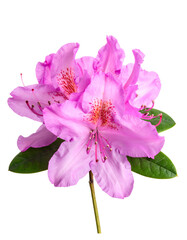 Isolated pink flower with delicate petals and green leaves on a transparent background