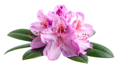 Close-up of delicate pink blooms with detailed petals and dark green leaves (1)