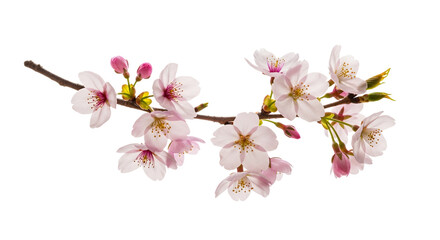 Obraz premium Delicate Pink Cherry Blossoms on Branch isolated against clean white background create a feeling of springtime beauty and freshness that awakens a