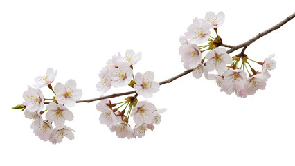 Obraz premium Delicate Blossoms: A Branch Adorned with Cherry Flowers Against a Clean White Backdrop bringing feelings of springtime freshness