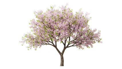 Obraz premium Isolated cherry blossom tree with pink and green foliage evokes springtime freshness and seasonal beauty, set against a clean white background